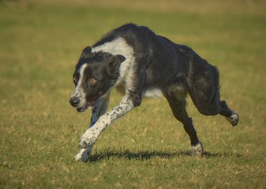 Köpek çiftleşmesi, yeşil çayırlarda koşan Avusturyalı çoban.