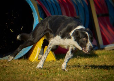 Köpek oyuncakla oynuyor.