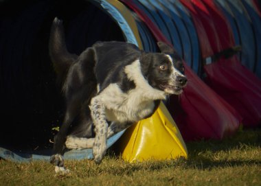 Çeviklik içinde koşan köpek