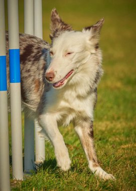 Sınır çoban köpeği çeviklik kursunda