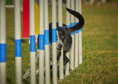 Çeviklik içinde bir köpek