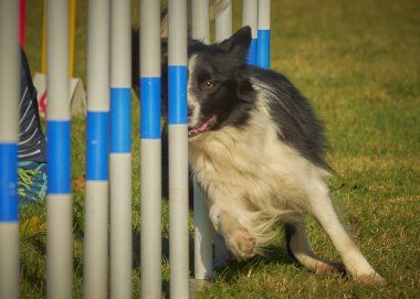 Sınır çoban köpeği köpek çevikliğinde