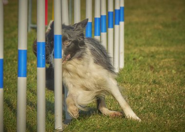 köpek çeviklik eğitiminde.