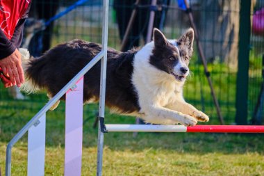Parktaki köpek çevikliği