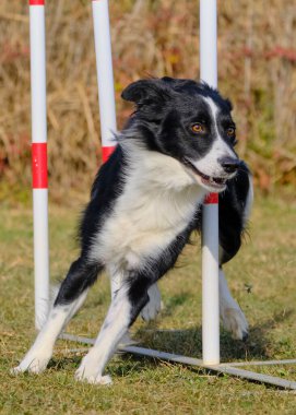 Sınır çoban köpeği çeviklik yarışmasında zıplıyor