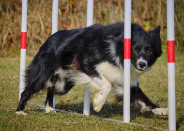 Sınır çoban köpeği eğitim kursunda