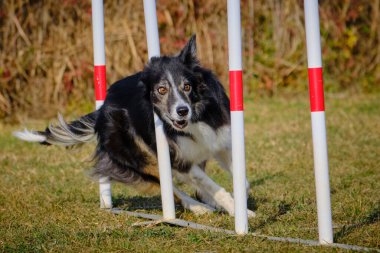 Köpek çoban köpeği eğitimi