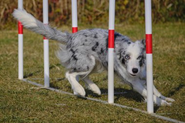Çeviklik sınırındaki çoban köpeği