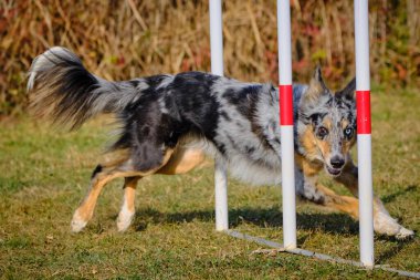 sınır çoban köpeği çeviklik içinde çalışıyor