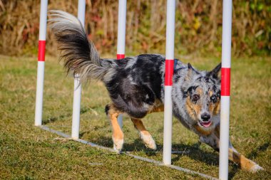 Sınır çoban köpeği çeviklik içinde koşuyor