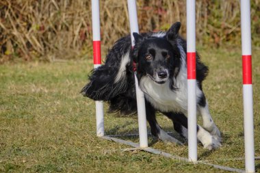 Köpek çoban köpeği çeviklik yarışması