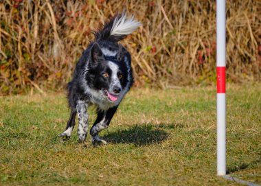 Köpek çoban köpeği tarlada.