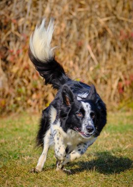 Siyah çoban köpeği doğada