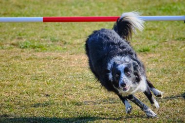 köpek çevikçe koşuyor