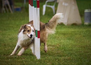 Çevik bir köpek. Kenarlık çoban köpeği