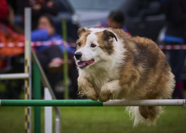 Köpek çevikliği yarışmasında köpek