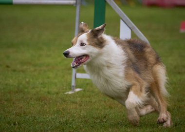 Yazın çeviklik yarışmasında köpek portresi