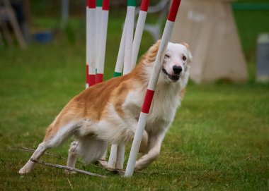 Parktaki köpek