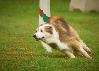 Sınır çoban köpeği yeşil çimlerde koşuyor. yüksek kaliteli fotoğraf