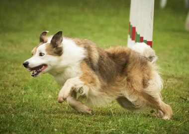 Doğadaki çoban köpeği.