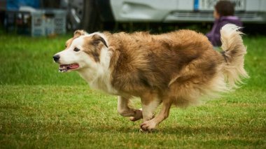 Bir köpek çayırda koşuyor..