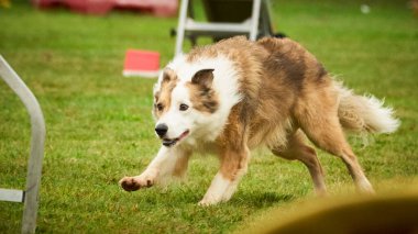 Köpek köpekle oynuyor.