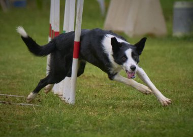 Çeviklik sınırında zıplayan çoban köpeği