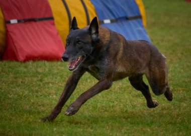 Köpek eğitiminde, Czech Cumhuriyeti