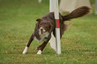 Çeviklik içinde zıplayan sınır çoban köpeği