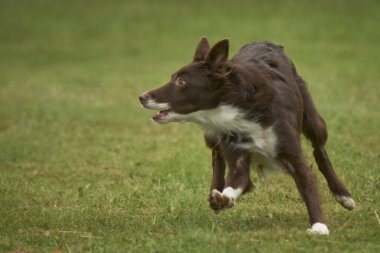 Çayırdaki çoban köpeği