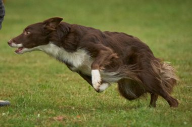 Sınır köpeği sahada koşuyor.
