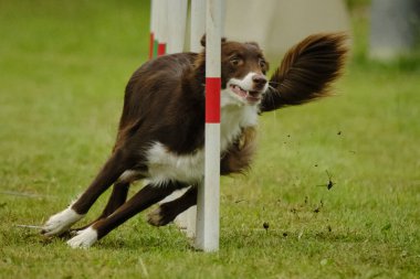 Köpek çeviklik içinde zıplıyor