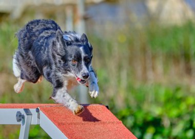 Sınır çobanı parkta çeviklik testinde koşuyor..