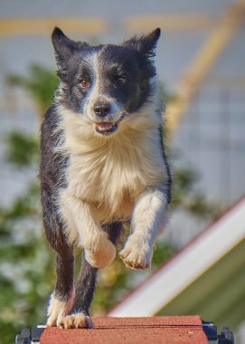 Köpek doğurmak kenar kömür ocağı