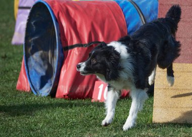 Köpek çevikliğin üzerine atlıyor.