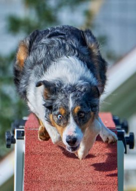 Çeviklik Yarışmasında Sınır Köpeği