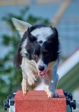 Avustralyalı çoban çevikliğin üzerine atlıyor.