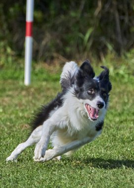 Bir çayırda zıplayan çoban köpeği.