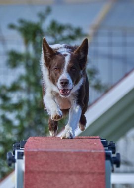 Sınır çoban köpeği çeviklikte çevikliğe atlıyor