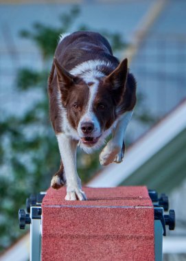 Kırmızı kenar çoban köpeği
