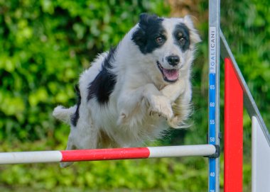 Sınır çoban köpeği çeviklik yarışmasına atlıyor
