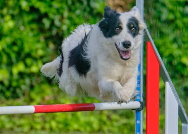 Köpek çevikliğin üzerinden atlıyor.