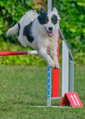 Sınır çoban köpeği çevikliği çevikliğin üzerinden atlıyor