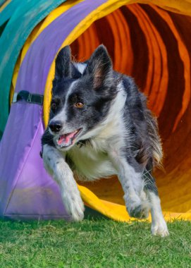Çeviklik tünelinde sınır köpeği.
