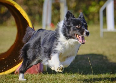 kenar kömür ocağı çeviklik köpek