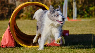 Sibirya İri Köpeği çeviklik yarışmasında