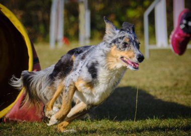 köpek çeviklik yarışmasında koşuyor.