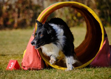 Çevik bir köpek. Kenarlık çoban köpeği