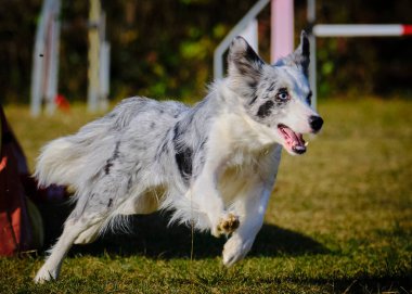 Avustralyalı çoban köpeği çeviklik içinde koşuyor