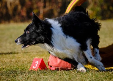 Eylem Avustralyalı çoban.
